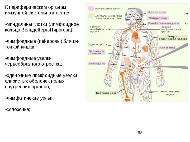 Схема демонстрирующая расположение центральных и периферических органов иммунитета