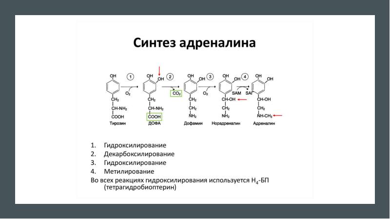 Презентация на тему адреналин