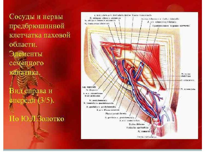 Канал проходит. Сосуды паховой области.