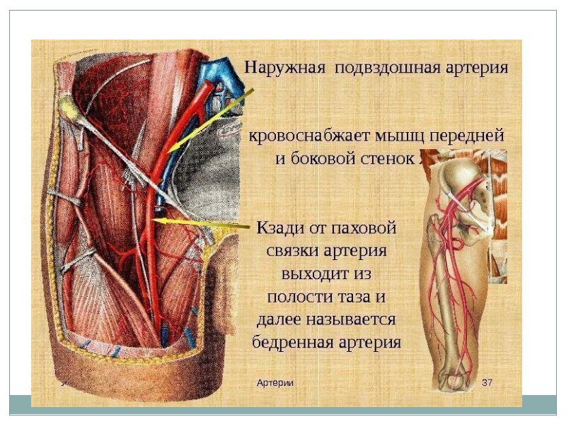 Правая подвздошная артерия. Наружная подвздошная артерия и Вена. Подвздошные артерии и вены. Подвздошная артерия анатомия. Поверхностная бедренная артерия анатомия.