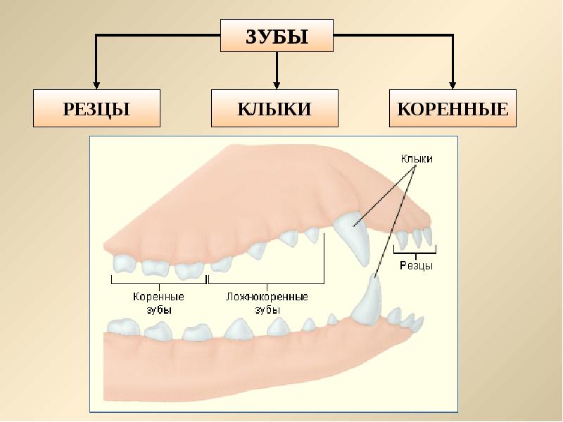 Зубы у млекопитающих рисунок