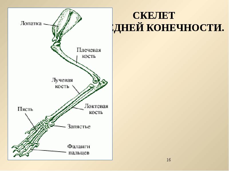 Скелет задних конечностей состоит из. Строение передней конечности млекопитающих. Строение задних конечностей млекопитающих. Скелет пояса задних конечностей млекопитающих. Строение передних конечностей кролика.