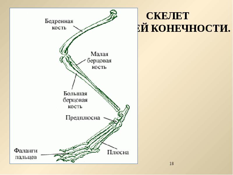 Презентация млекопитающие внутреннее строение 7 класс презентация