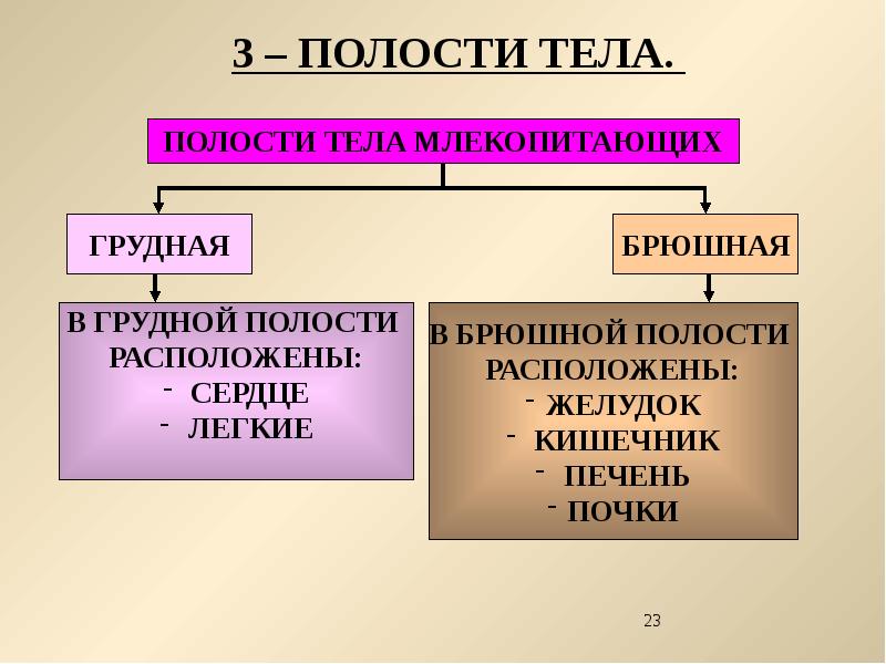 Сколько полостей. Полость тела млекопитающих. Внутреннее строение полости тела млекопитающих. Полости тела млекопитающих 7 класс. Полости тела животных таблица.