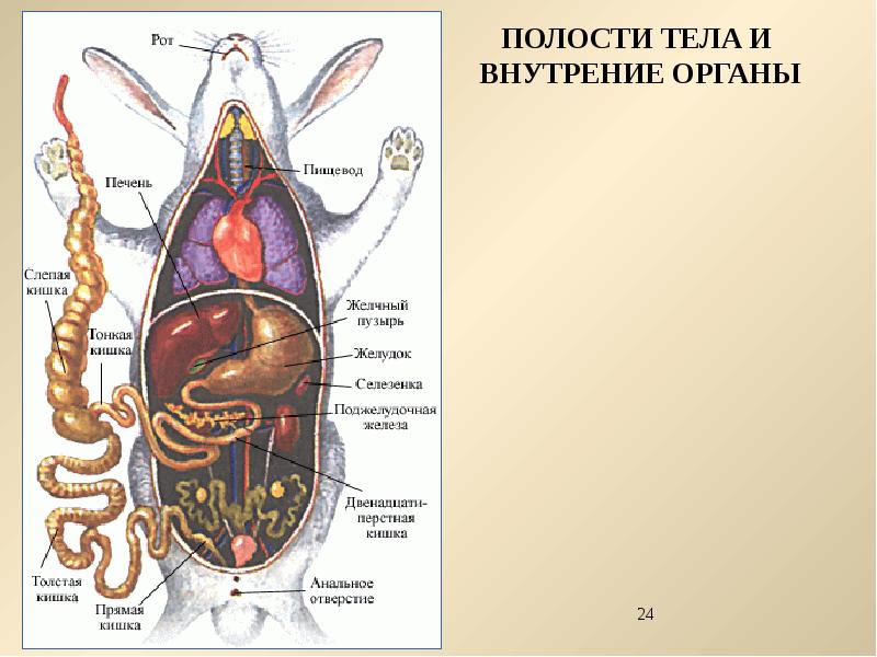 Внутреннее строение млекопитающих рисунок