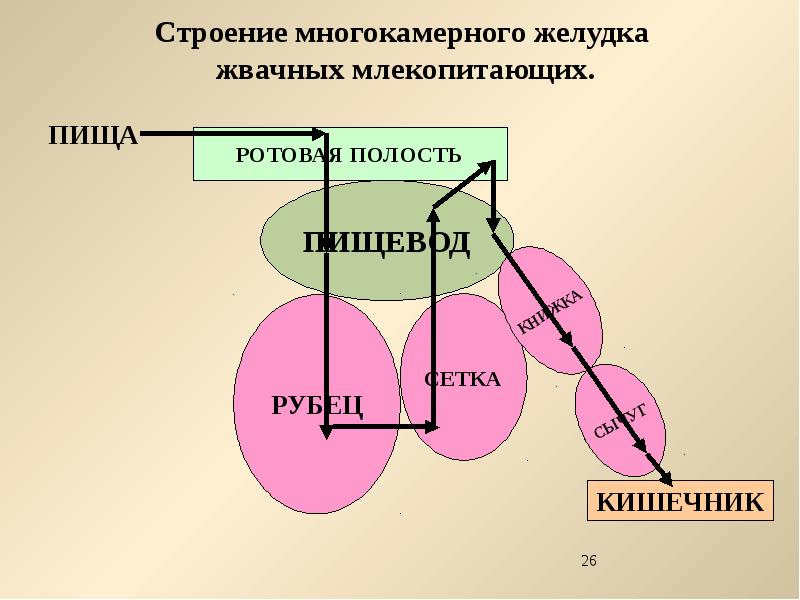 Строение многокамерного желудка жвачных млекопитающих рисунок