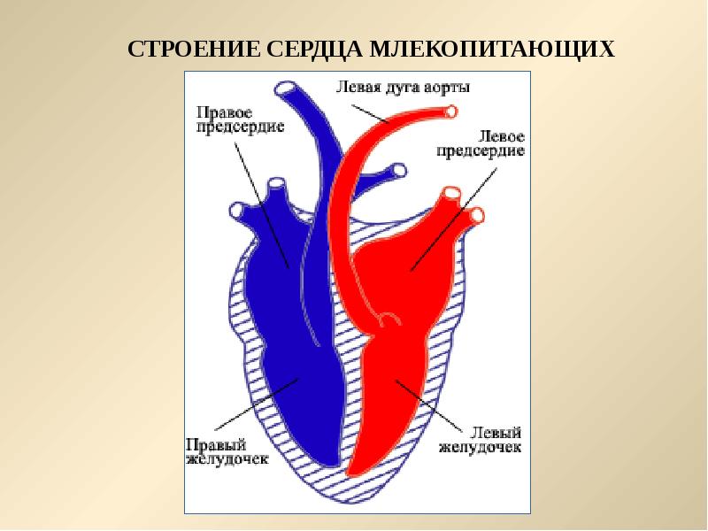 Строение сердца млекопитающих рисунок