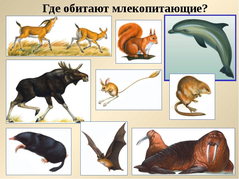 Млекопитающие обобщение презентация