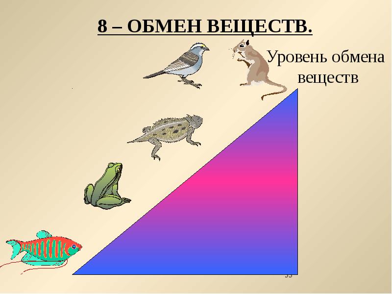 Вопросы по млекопитающим 7 класс. Обмен веществ млекопитающих 7 класс. Загадки про млекопитающих 7 класс.