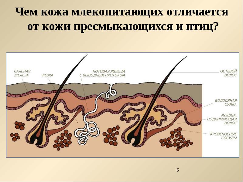 Строение кожи млекопитающих 7 класс рисунок