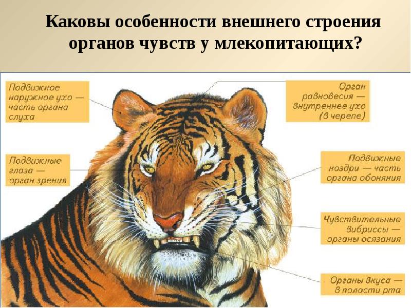 Внешнее строение млекопитающих презентация