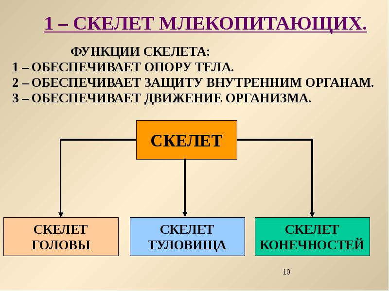 Презентация скелет млекопитающих 7 класс