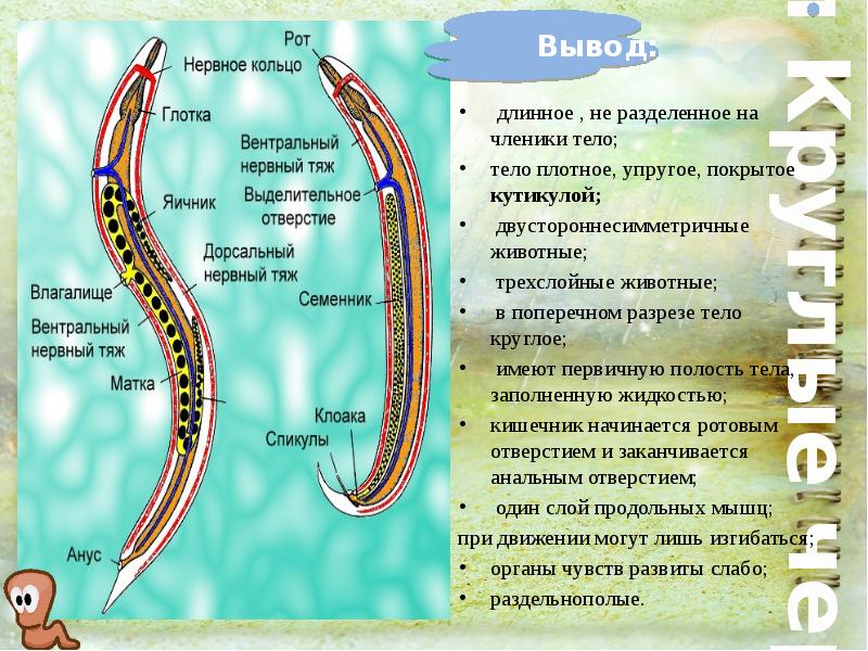 Тело круглых червей разделено на. Выделительная система круглых червей 7 класс. Тело круглых червей. Раздельнополость у круглых червей.
