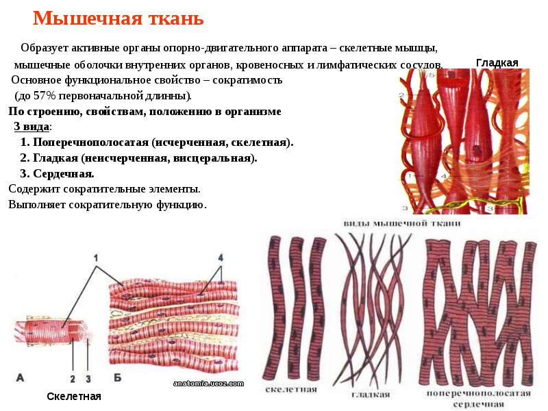 Скелетные мышцы ткань. Поперечно-полосатая Скелетная мышечная ткань рисунок. Структурно-функциональная единица скелетной мышечной ткани. Сократительный аппарат скелетной мышечной ткани. Функциональная единица скелетной поперечно полосатой мышечной ткани.