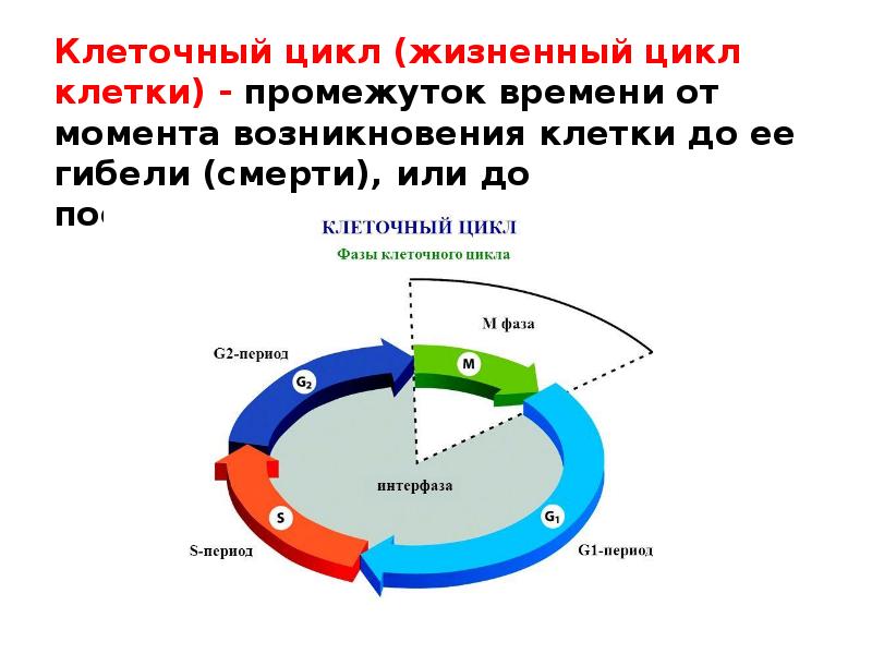 Клеточный цикл 2 стадии. Схема стадий жизненного цикла клетки. фазы клеточного цикла схема. жизненный цикл клетки g1. клеточный цикл g0.