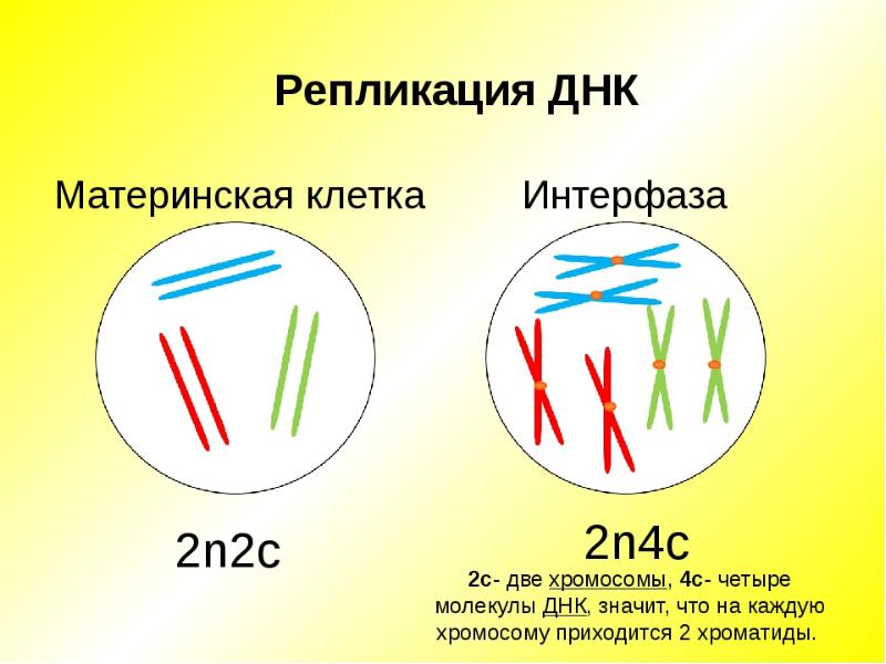 Хромосомы 2n. 2n2c набор хромосом. 2n4c набор хромосом. 2n2c расшифровка. Репликация ДНК митоз.