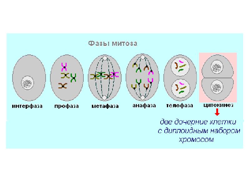 Митоз подробная схема