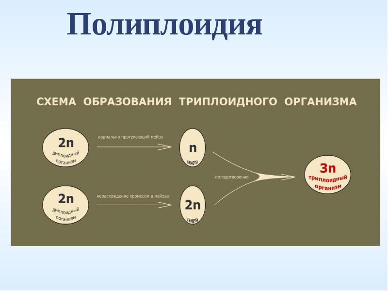 Полиплоидия презентация 10 класс