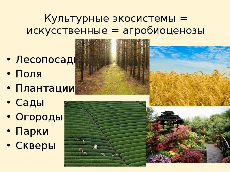 Презентация агроценозы применение экологических знаний в практической деятельности человека