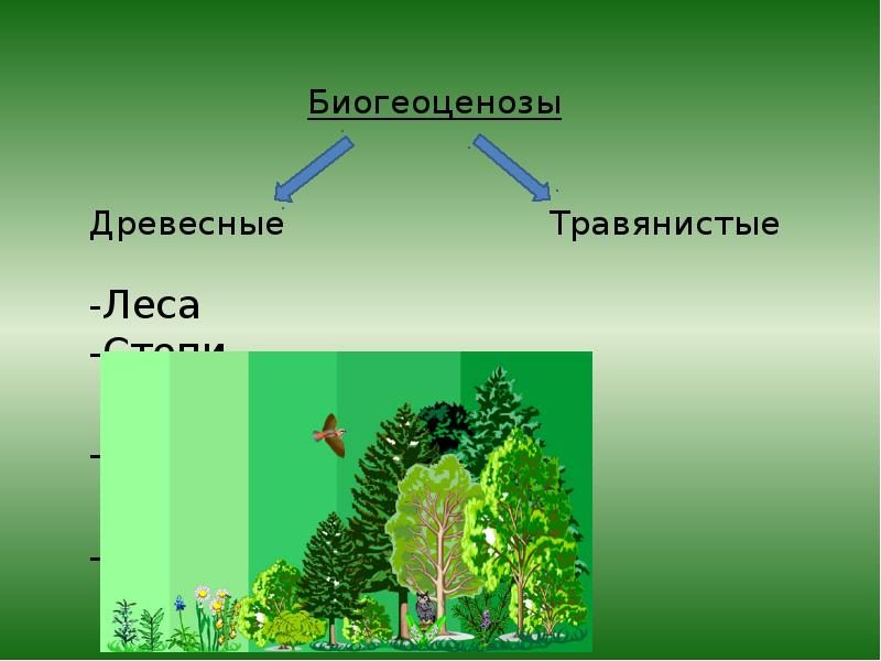 Биогеоценоз хвойного леса презентация