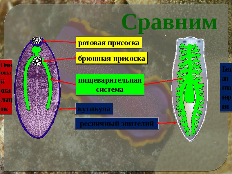 Симметрия червей. Симметрия тела плоских червей. Двусторонняя симметрия у плоских червей. Билатеральная симметрия у плоских червей. Плоские черви Тип симметрии.