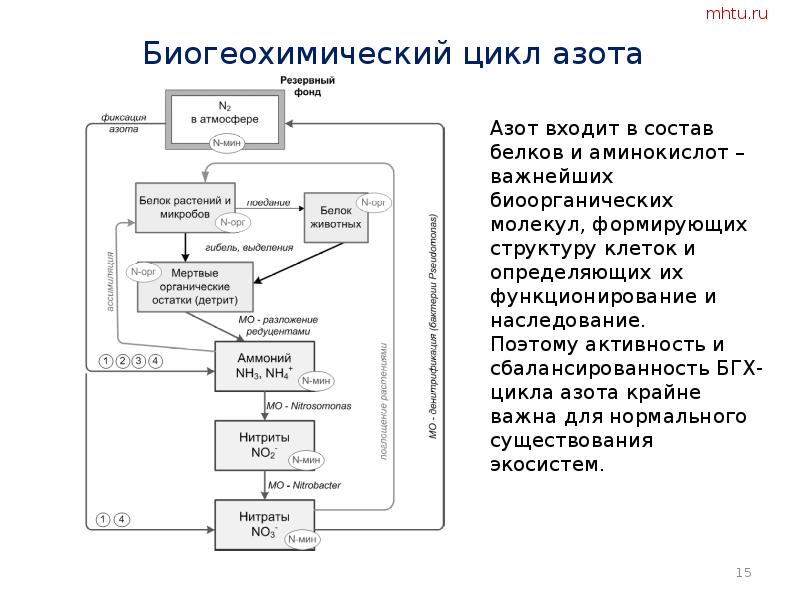 Схема биогеохимического цикла углерода