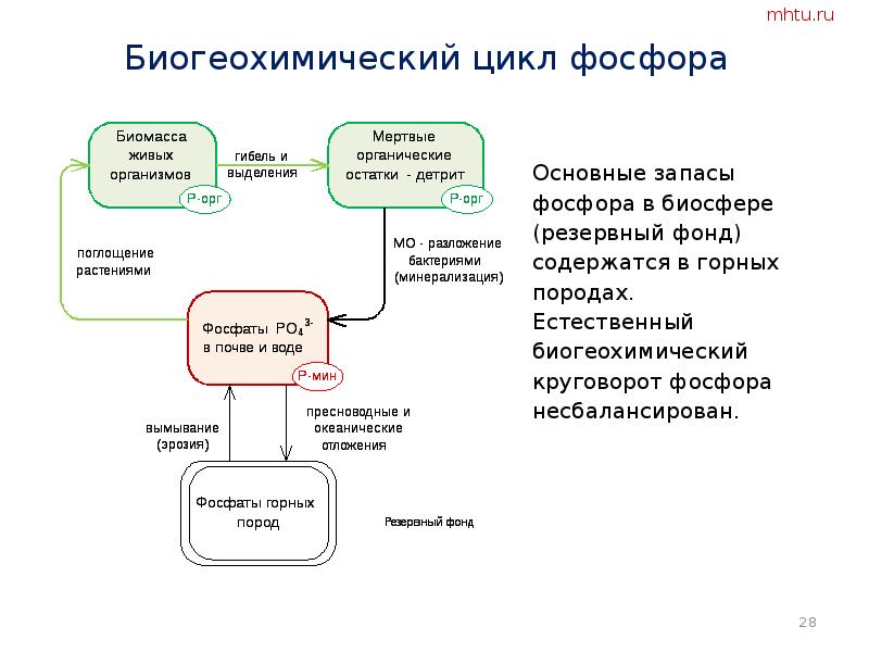 Схема биогеохимического круговорота фосфора