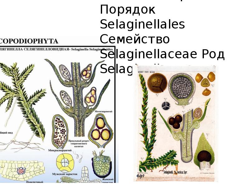 Жизненный цикл плауна схема