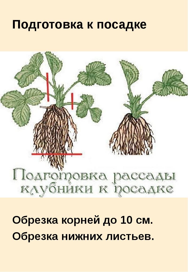 Тип корневой системы у земляники. Корневище клубники. Подготовка рассады клубники. Кусты клубники с корневой системой. Земляника корень.