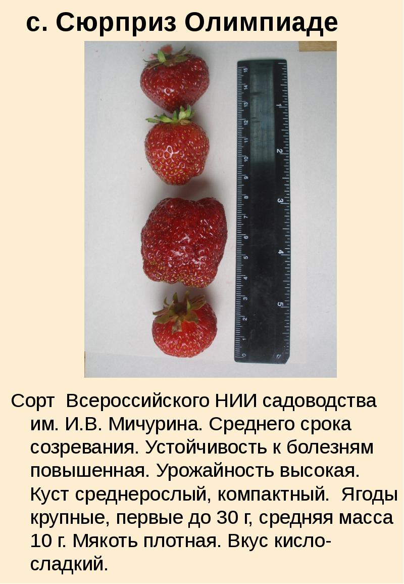 Земляника сюрприз. Клубника сюрприз Олимпиаде. Сюрприз Олимпиаде клубника описание. Земляника Садовая сюрприз олимпиады. Олимпиада клубника описание сорта.