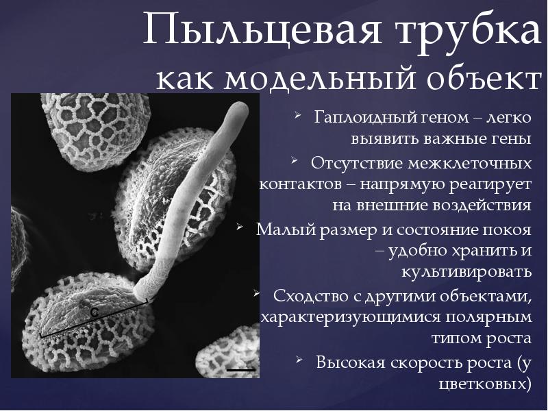 Легко обнаруживаемые. Пыльцевая трубка. Рост пыльцевой трубки. Пыльцевая трубка гаплоидная. Трубка гены.