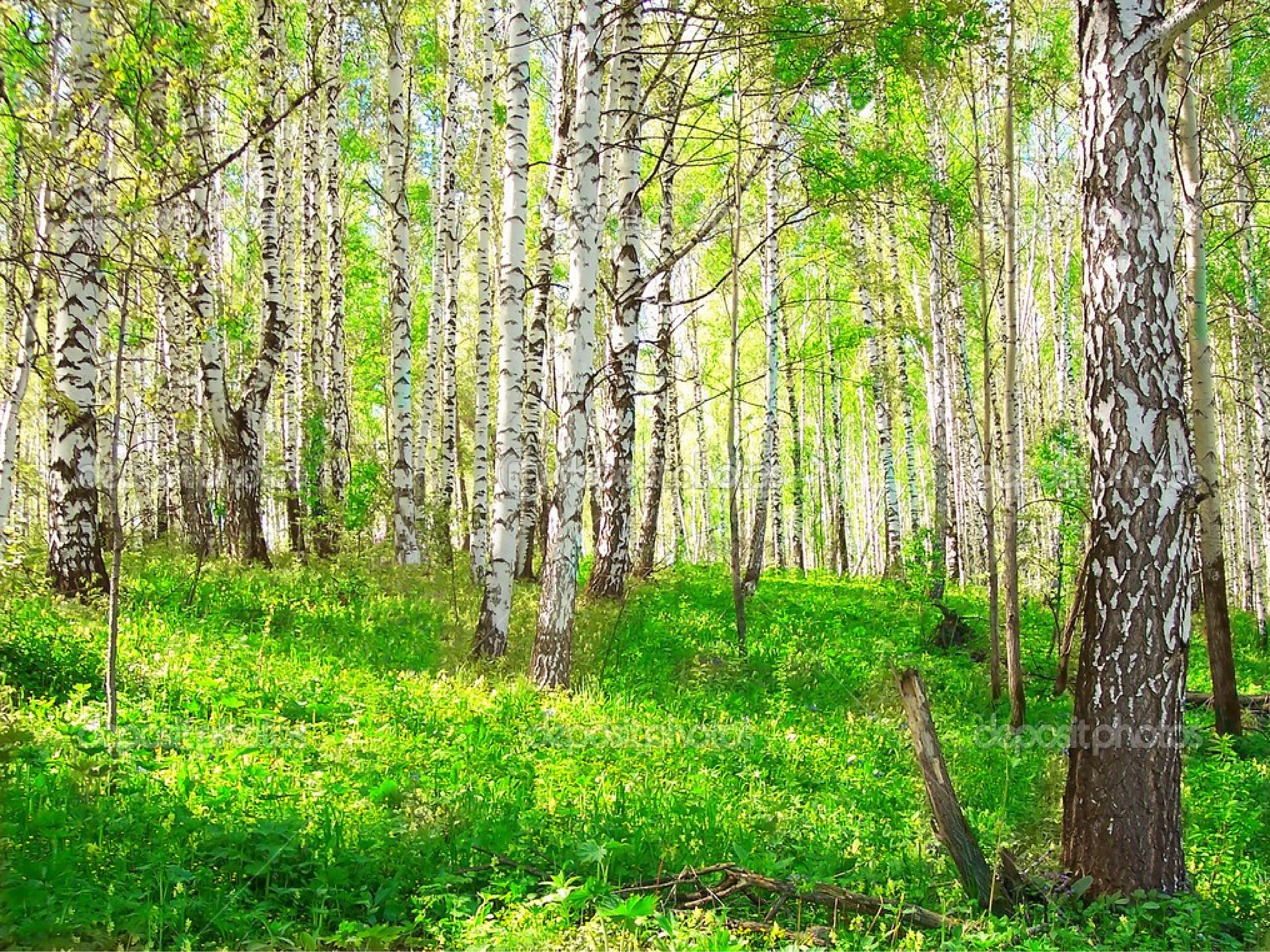 Сибирский березовый лес