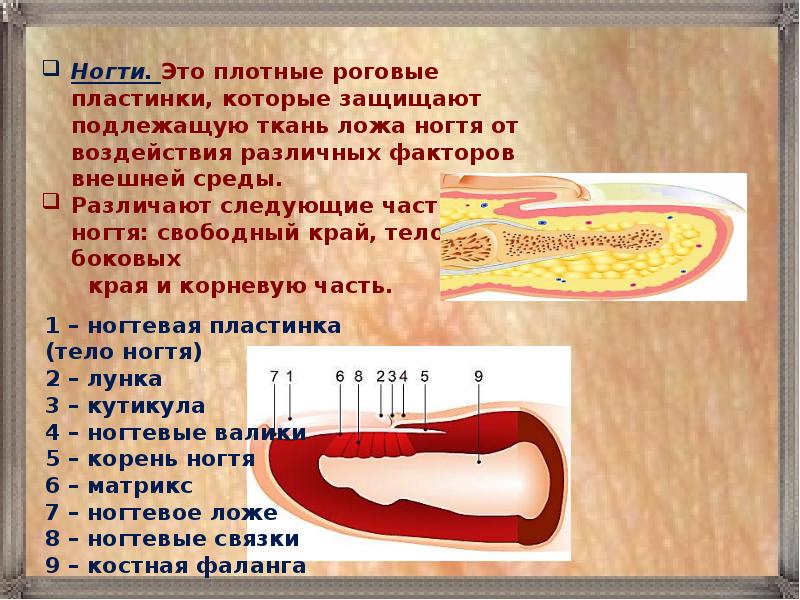 Функция плотной пластинки