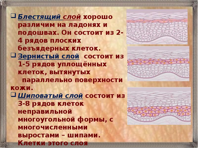 Особый слой. Зернистый слой. Зернистый слой кожи функции. Функции блестящего слоя кожи. Функция блестящего слоя эпидермиса.