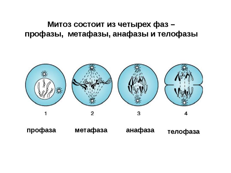 Каким номером на рисунке обозначена метафаза второго деления мейоза