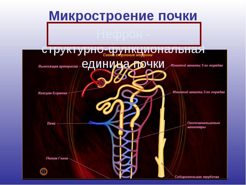 Мочевыделительная система презентация 8 класс биология