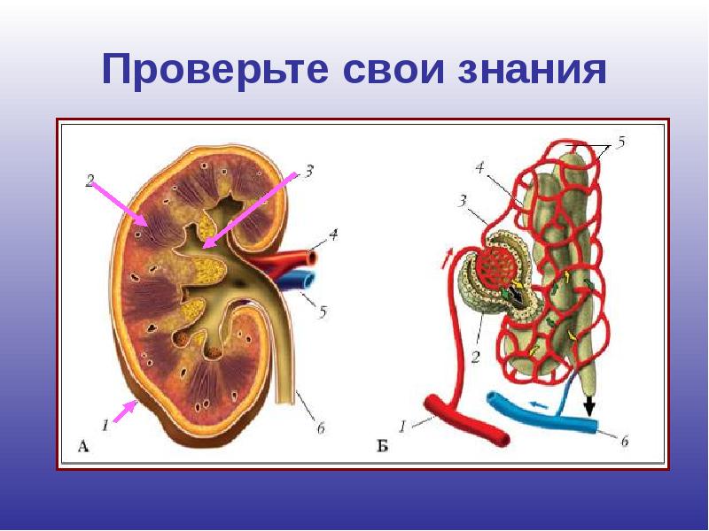 1 выбери нужные термины и подпиши рисунок