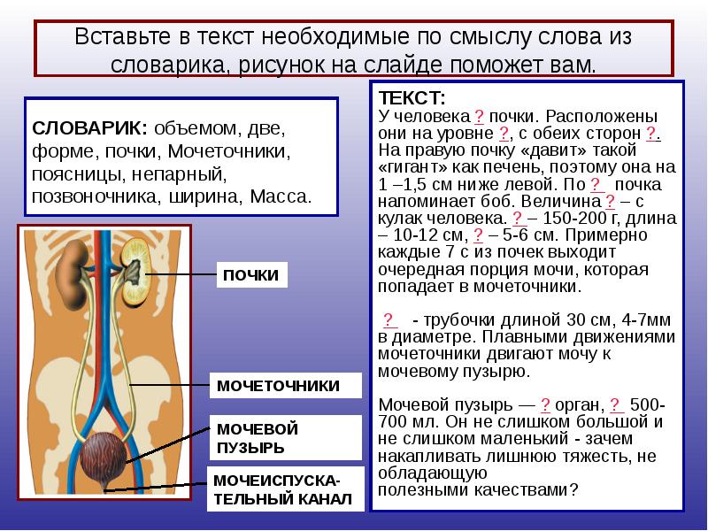 Болезни мочевыделительной системы презентация