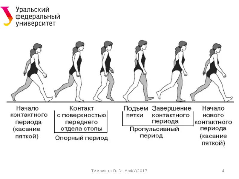 Процесс движения для человека. Фазы ходьбы. Биомеханика ходьбы человека. Фазы походки человека. Фазы шага.