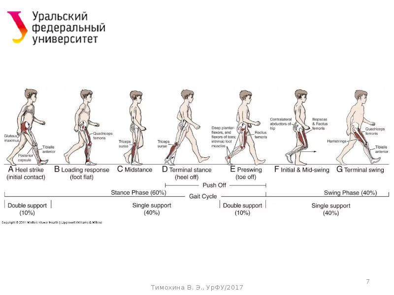 Презентация динамическая анатомия