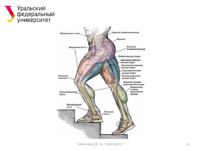 Презентация динамическая анатомия