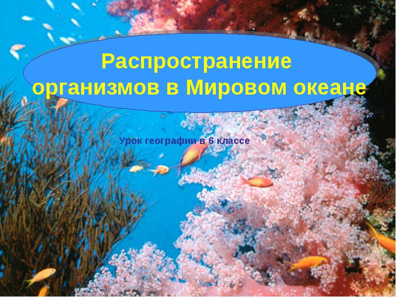 Распространение организмов в мировом океане презентация 6 класс география