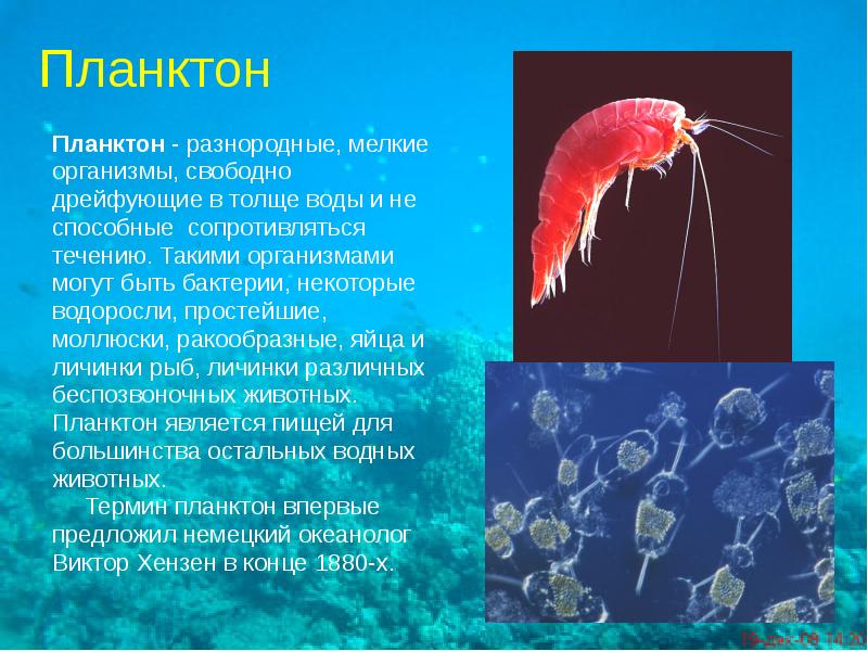Что такое планктон в море фото описание