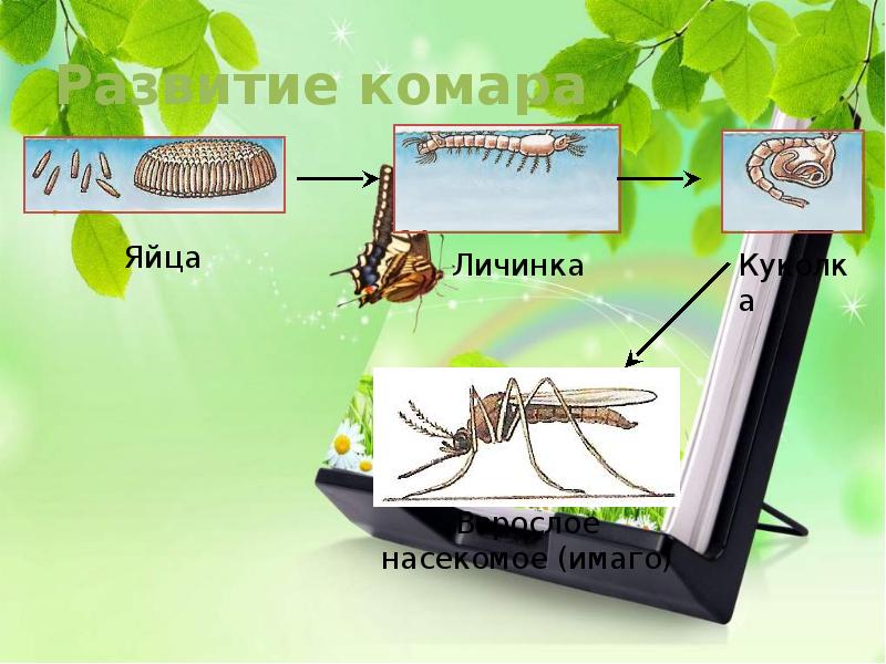 Схема развития комара