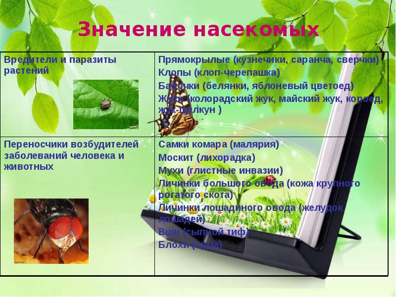 Отряд прямокрылые среда обитания. Прямокрылые насекомые таблица. Значение прямокрылых насекомых. Прямокрылые в жизни человека. Отряд прямокрылые обитают.