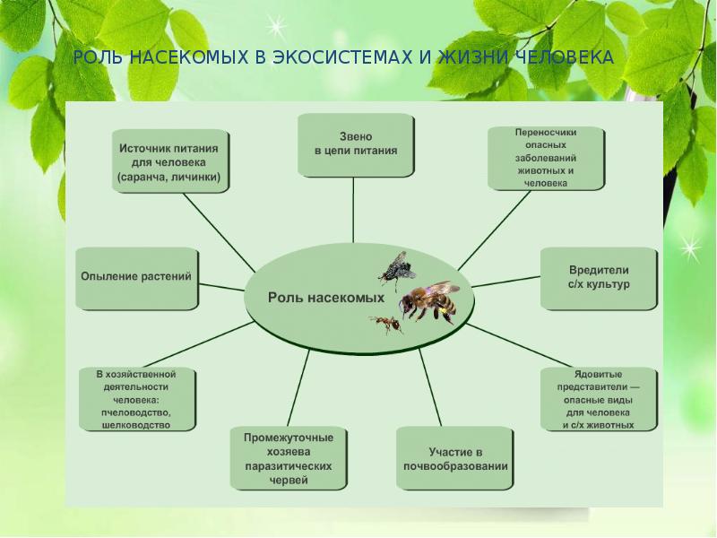 Роль насекомых в жизни. Роль насекомых. Роль насекомых в жизни человека. Круговорот насекомых в природе. Роль одомашненных насекомых в жизни человека.