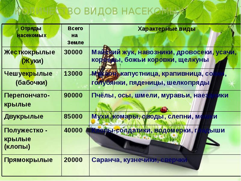 Численность видов насекомых. Количество видов насекомых. численность насекомых на земле. отряд жесткокрылые таблица. насекомые численность видов.