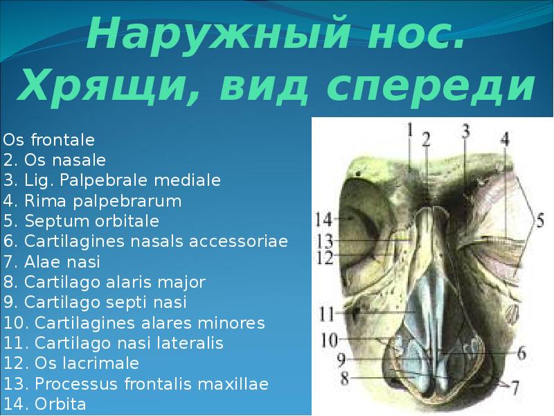 Осмотр стенок носа на латыни термин