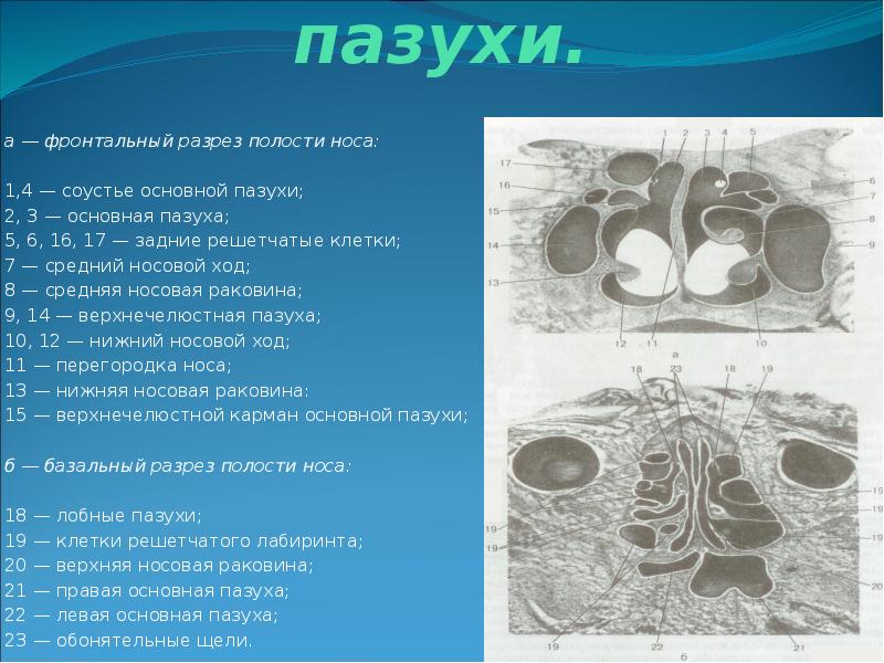 Анатомия носа и околоносовых пазух презентация