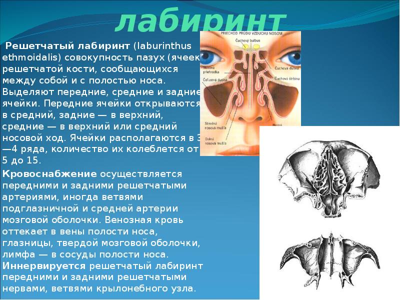 Анатомия верхнечелюстной пазухи презентация